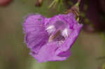 San Antonio false foxglove